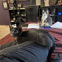 adopt a pet