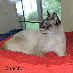 Thumbnail photo of ChaCha #2
