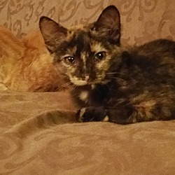 Thumbnail photo of Jelly-Adopted #3