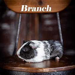 Thumbnail photo of Branch #2