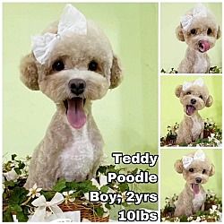 Photo of Teddy from Korea