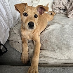Photo of Frittata pup: Soufflé