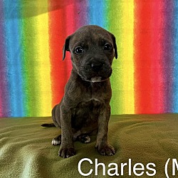 Photo of Charles