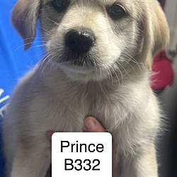 Photo of Prince B332