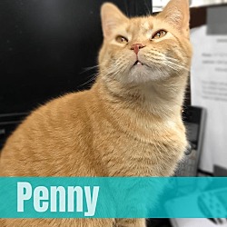 Photo of Penny