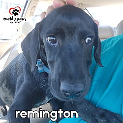 Thumbnail photo of Remington #2