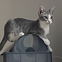adopt a pet