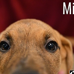 Thumbnail photo of Millie #2