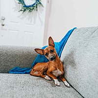 adopt a pet