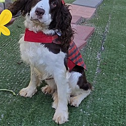 Fallbrook, CA - English Springer Spaniel. Meet Lila a Pet for Adoption ...