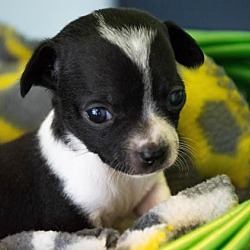 Thumbnail photo of Dottie's Puppy 3 Leia - $250 #1