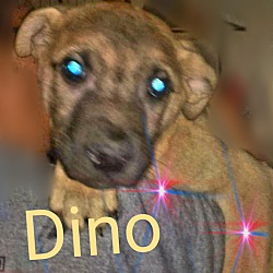 Photo of Dino