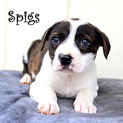 Thumbnail photo of Spigs~adopted! #1
