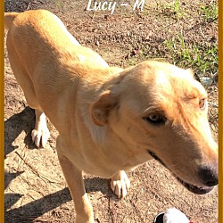 Thumbnail photo of Lucy / Mama #1