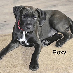 Thumbnail photo of ROXY #1