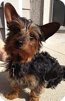 Orange Ca Yorkie Yorkshire Terrier Meet Tootsie A Pet For Adoption