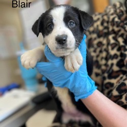 Photo of Blair