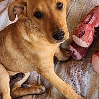 adopt a pet