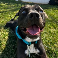 adopt a pet