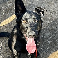 adopt a pet