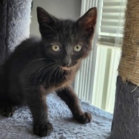 adopt-pet