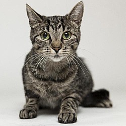 Photo of Kit Cat