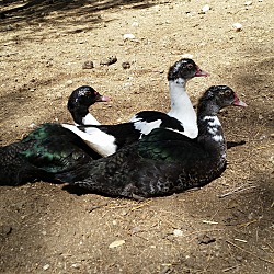 Thumbnail photo of Muscovy Ducks #2