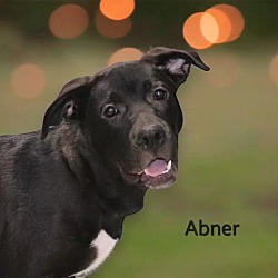Thumbnail photo of Abner #4