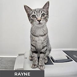 Thumbnail photo of Rayne #2