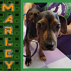 Thumbnail photo of Marley #1