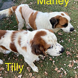 Thumbnail photo of Tilly #3