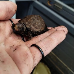 Thumbnail photo of Hatchling three toed box turtles #1