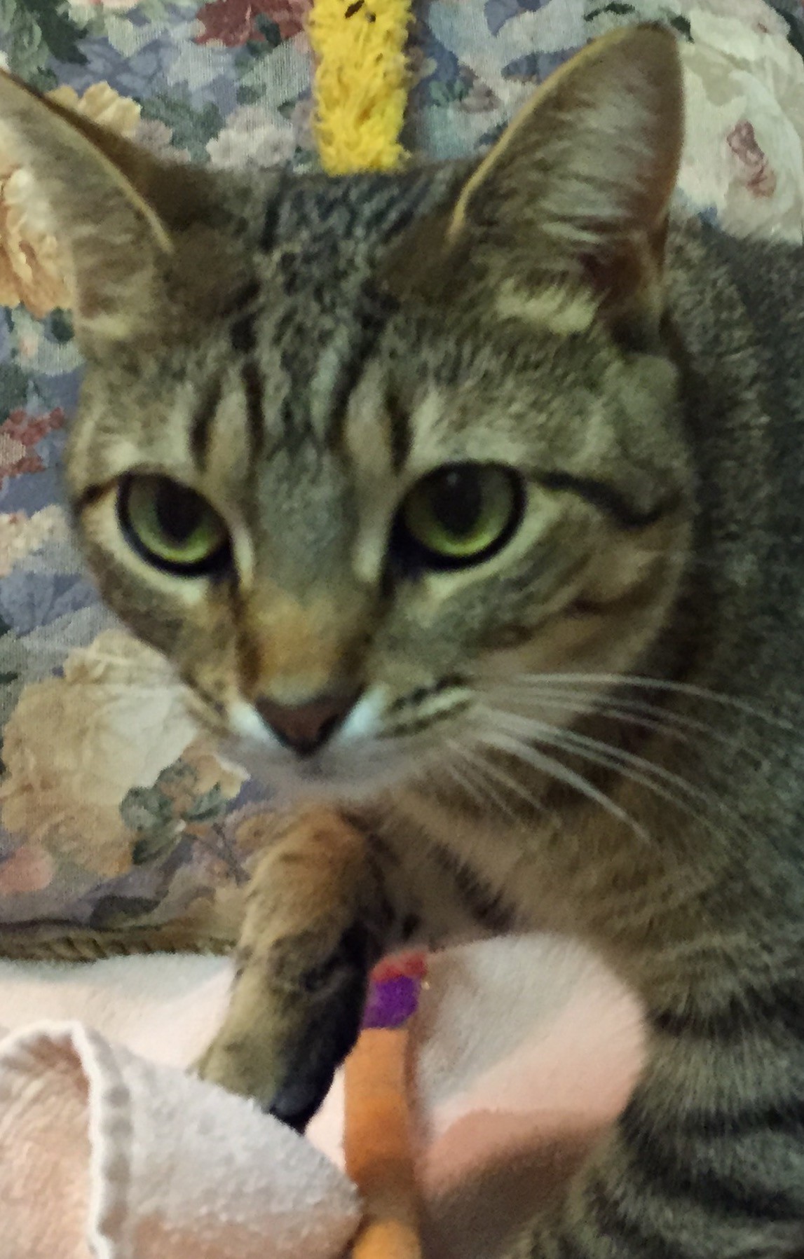 Nashville, TN - Abyssinian. Meet Shelby a Cat for Adoption. Nashville, TN - Abyssinian. Meet Shelby a Cat for Adoption.