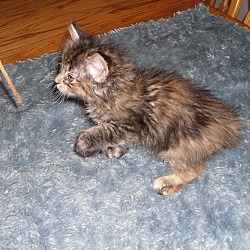 Thumbnail photo of Whittney An Early Summer Kitty #3