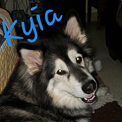 Thumbnail photo of Kyia #4