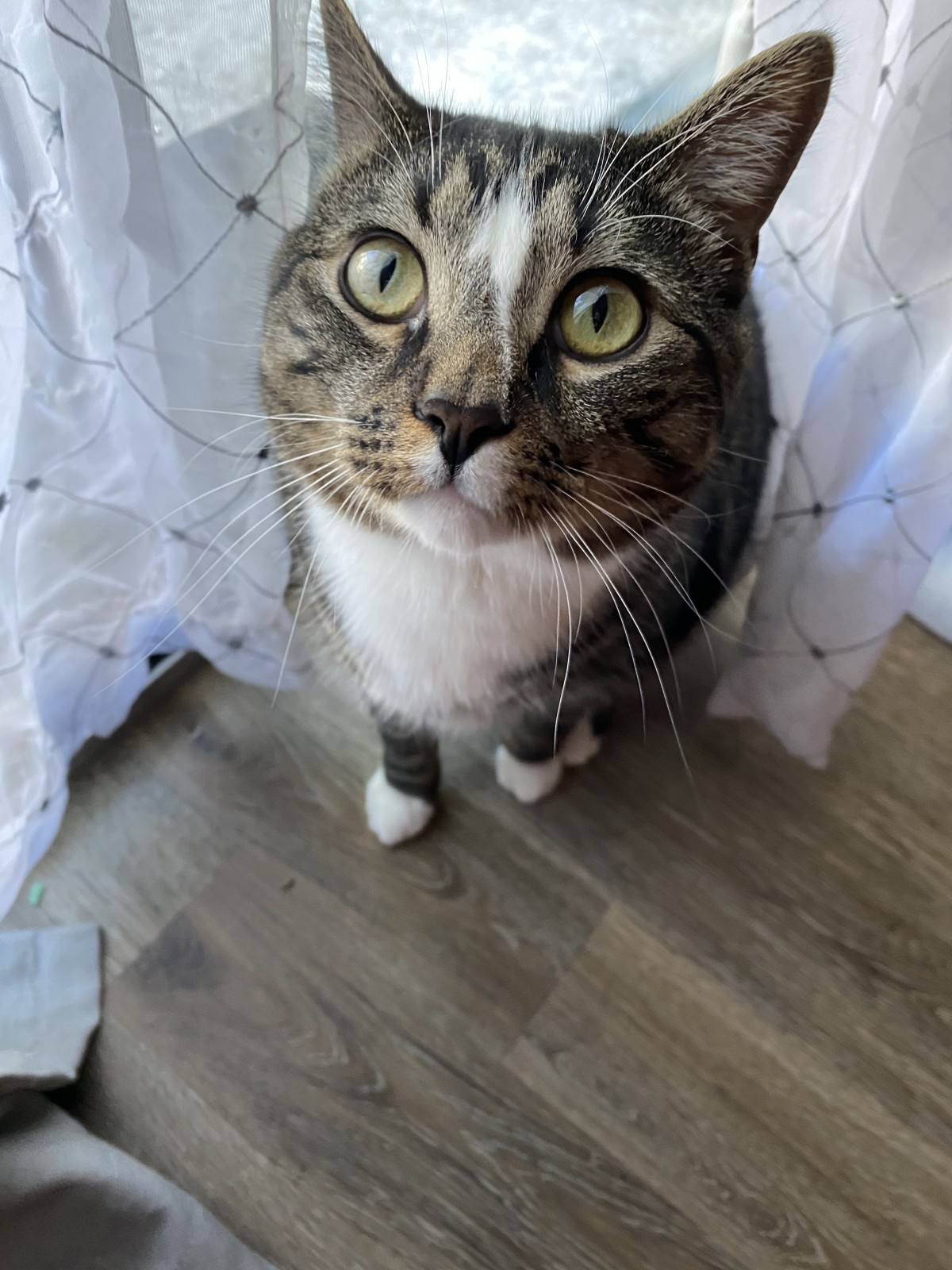 Adopt Oliver A Tiger Striped Domestic Shorthair / Mixed (medium Coat