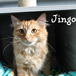 Thumbnail photo of Jingo #2