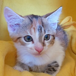 Thumbnail photo of Diamond's kitten - Tourquoise #2