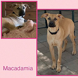 Thumbnail photo of Macadamia #1