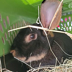 Photo of Ted Bunny