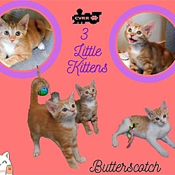 Photo of Butterscotch (Kitten)