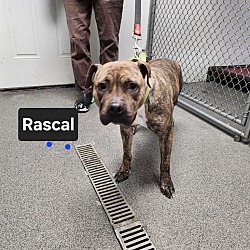 Thumbnail photo of Rascal #4