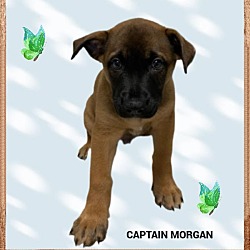 Photo of Captain Morgan(fta)