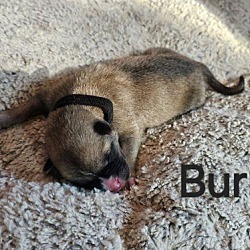 Thumbnail photo of Burr #3