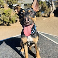 adopt a pet