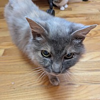 adopt a pet