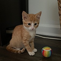 adopt a pet