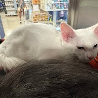 adopt a pet