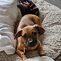 adopt a pet
