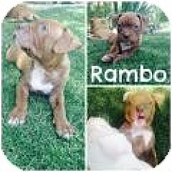 Photo of RAMBO